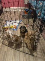 Havapoo Puppies for sale in Corona, New York. price: $1,200