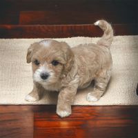 Havapoo Puppies for sale in Cadwell, Georgia. price: $1,200