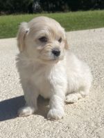 Havapoo Puppies for sale in Cadwell, Georgia. price: $1,200