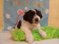 Havapoo Puppies for sale in Bristol, Indiana. price: $700