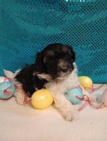 Havapoo Puppies for sale in Bristol, Indiana. price: $900