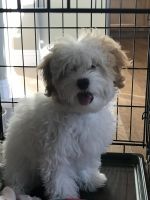 Havapoo Puppies for sale in Gilbert, AZ, USA. price: NA