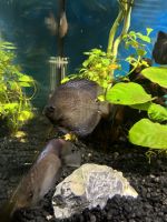 Heckel Discus Fishes for sale in Temecula, CA, USA. price: NA