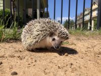 Hedgehog Animals Photos