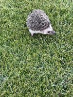 Hedgehog Rodents for sale in 825 E Stanford Ave, Gilbert, AZ 85234, USA. price: NA