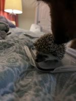 Hedgehog Animals Photos