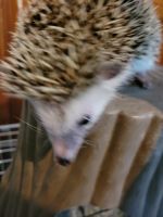 Hedgehog Rodents for sale in Bureau County, IL, USA. price: NA