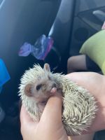 Hedgehog Animals for sale in Meridian, ID, USA. price: NA