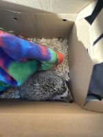 Hedgehog Rodents for sale in Splendora, TX, USA. price: NA