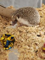 Hedgehog Animals for sale in Lincolnwood, IL 60712, USA. price: NA