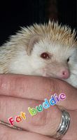 Hedgehog Animals for sale in Lincolnwood, IL 60712, USA. price: NA