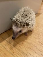 Hedgehog Animals for sale in Prairie View, IL 60069, USA. price: NA