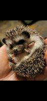Hedgehog Animals for sale in Madison, WI, USA. price: NA