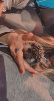 Hedgehog Animals for sale in Highland Mills, Woodbury, NY 10930, USA. price: NA