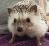 Hedgehog Animals for sale in Friendship, NY 14739, USA. price: NA