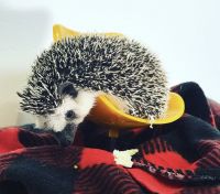 Hedgehog Animals for sale in Algonquin, IL, USA. price: NA
