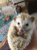 Hedgehog Animals for sale in Chelsea, AL, USA. price: NA