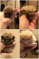 Hedgehog Animals for sale in Anderson, SC, USA. price: NA