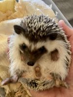 Hedgehog Rodents for sale in Woodbridge, VA 22191, USA. price: NA