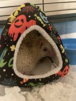 Hedgehog Animals for sale in Cocoa, FL, USA. price: NA