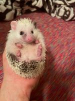 Hedgehog Animals for sale in Charlotte, NC, USA. price: NA