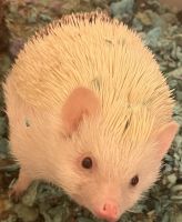 Hedgehog Animals for sale in Haysville, KS, USA. price: NA