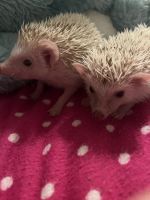Hedgehog Rodents for sale in Tulsa, OK, USA. price: NA
