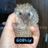 Hedgehog Animals for sale in Shepherdsville, KY 40165, USA. price: NA