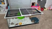 Hedgehog Animals for sale in Summerville, SC, USA. price: NA