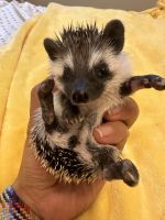 Hedgehog Animals for sale in Conroe, TX, USA. price: NA