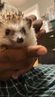 Hedgehog Animals for sale in Newton, MA 02460, USA. price: NA