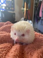 Hedgehog Rodents for sale in Durango, CO, USA. price: NA