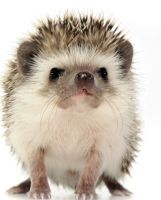 Hedgehog Animals for sale in St. George, UT 84770, USA. price: NA