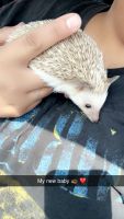 Hedgehog Animals for sale in Alvin, TX, USA. price: $250