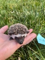Hedgehog Animals for sale in FAIRMOUNT HGT, MD 20743, USA. price: $275