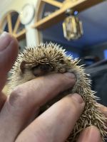 Hedgehog Animals for sale in Saint André, NB E3Y, Canada. price: $17,500