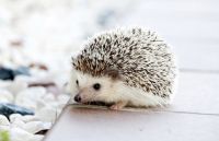 Hedgehog Rodents for sale in Kansas City, KS, USA. price: $400