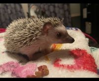 Hedgehog Animals for sale in Shelbyville, KY 40065, USA. price: $250