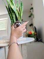 Hedgehog Animals for sale in Los Angeles, CA, USA. price: $350