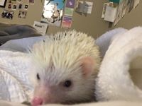 Hedgehog Animals for sale in Knoxville, TN, USA. price: $50
