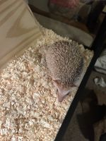 Hedgehog Animals for sale in Yorkville, IL, USA. price: $150