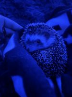 Hedgehog Rodents for sale in Clayton, IN 46118, USA. price: $100