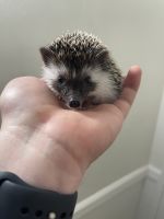 Hedgehog Animals for sale in Glendale, CA, USA. price: $300