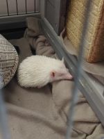 Hedgehog Animals for sale in Cleburne, Texas. price: $600