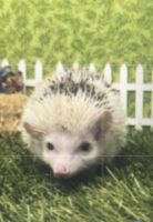 Hedgehog Rodents for sale in Lynn, Massachusetts. price: $375