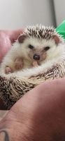 Hedgehog Animals for sale in Lakeland, Florida. price: $175