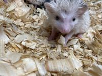 Hedgehog Animals for sale in La Porte, TX 77571, USA. price: $120