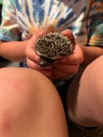 Hedgehog Rodents for sale in Appleton, Wisconsin. price: $225