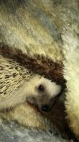 Hedgehog Rodents Photos