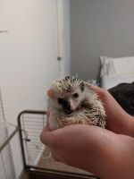 Hedgehog Rodents Photos